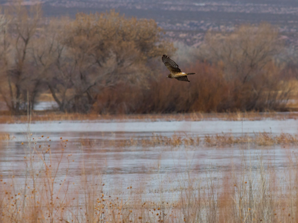 Bosque Del Apache Hunting 2024 Hunting Flossi Damaris