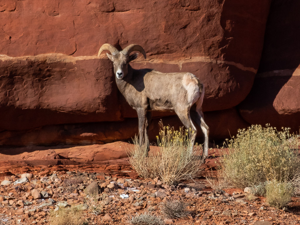 Canyonlands Bighorn Sheep FM Forums