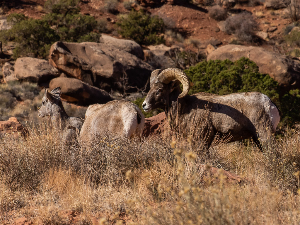 Canyonlands Bighorn Sheep FM Forums
